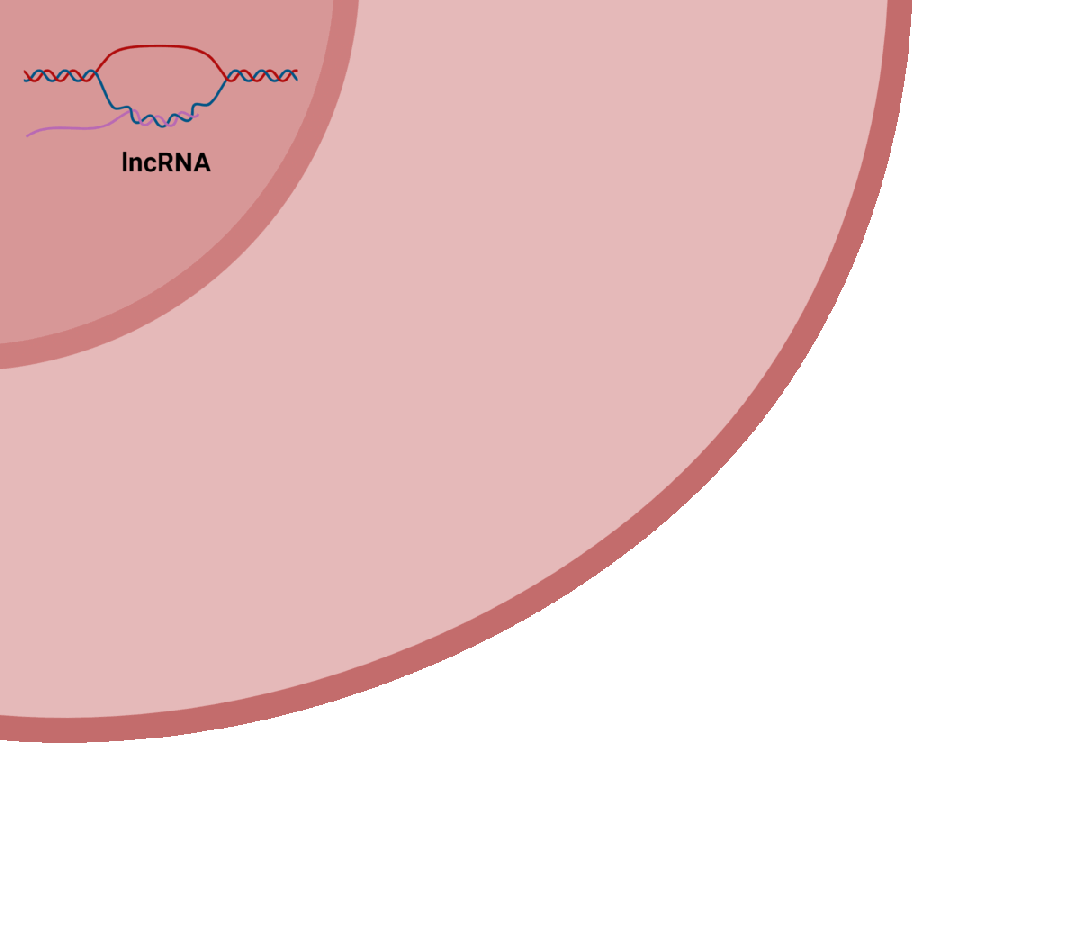 Illustration of camyotope target discovery