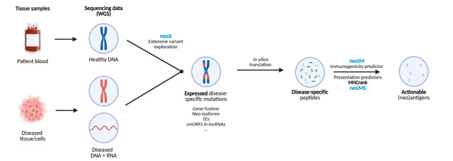 ImmunoEngine pipeline: tissue samples through variant calling to neoIM and neoMS ranking