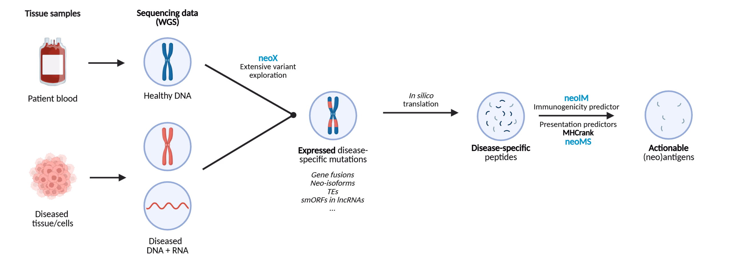 ImmunoEngine pipeline: tissue samples through neoX to neoIM and neoMS