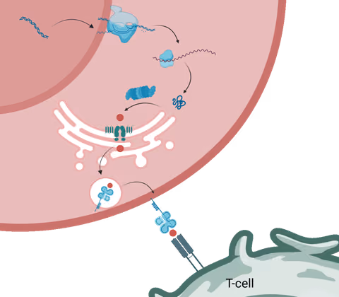 neoIM immunogenicity prediction