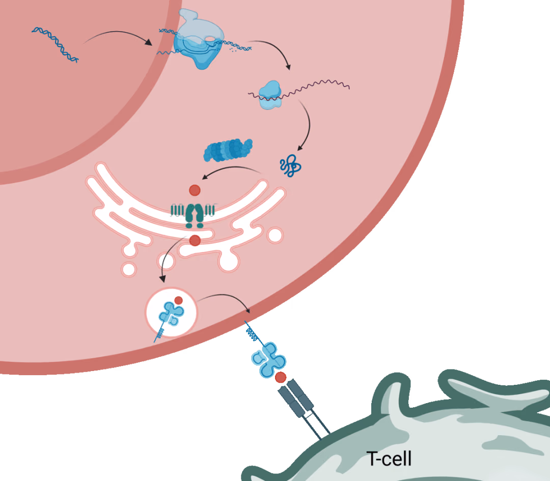 neoIM — neoantigen immunogenicity prediction