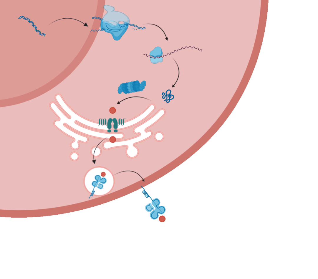 neoMS — MHC epitope presentation prediction